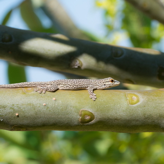 Miandrivazo - Phelsuma day gecko